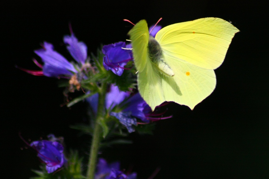 gonepteryx rhamni : una foglia gialla al vento